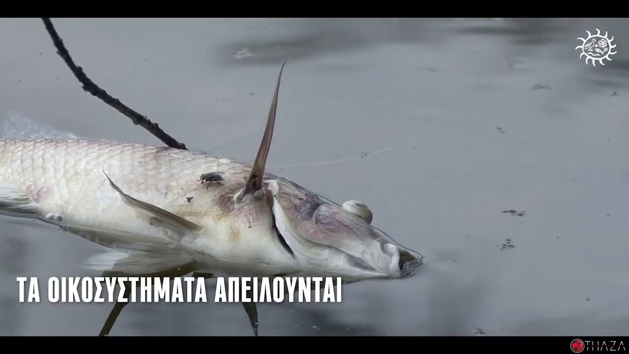 29ο ΣΥΝΕΔΡΙΟ ΠΑΝΔΟΙΚΟ (spot)